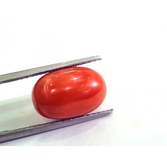 9.52 Ct 15.5 Ratti Natural Italian Red Coral Moonga Gemstone AAAA